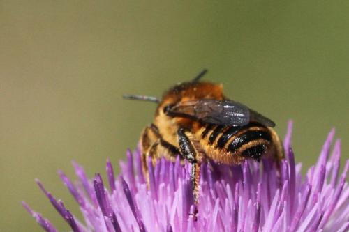 Réf. 287 870 : Lithurgus cornutus